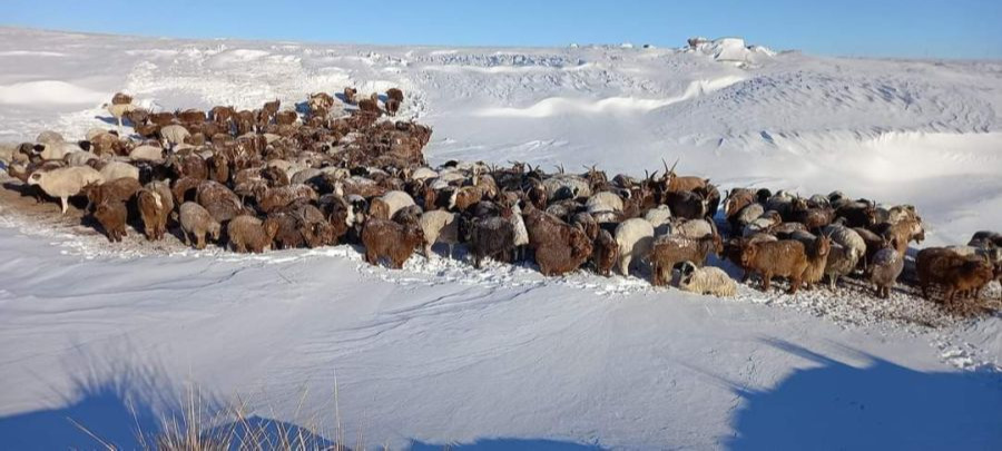 Нийт 11 аймаг 56 сумын нутгаар цагаан зудтай байна